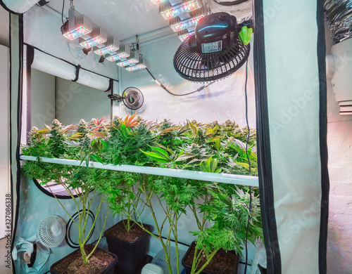 Shot of a cannabis plants growing in a grow tent during flowering stage