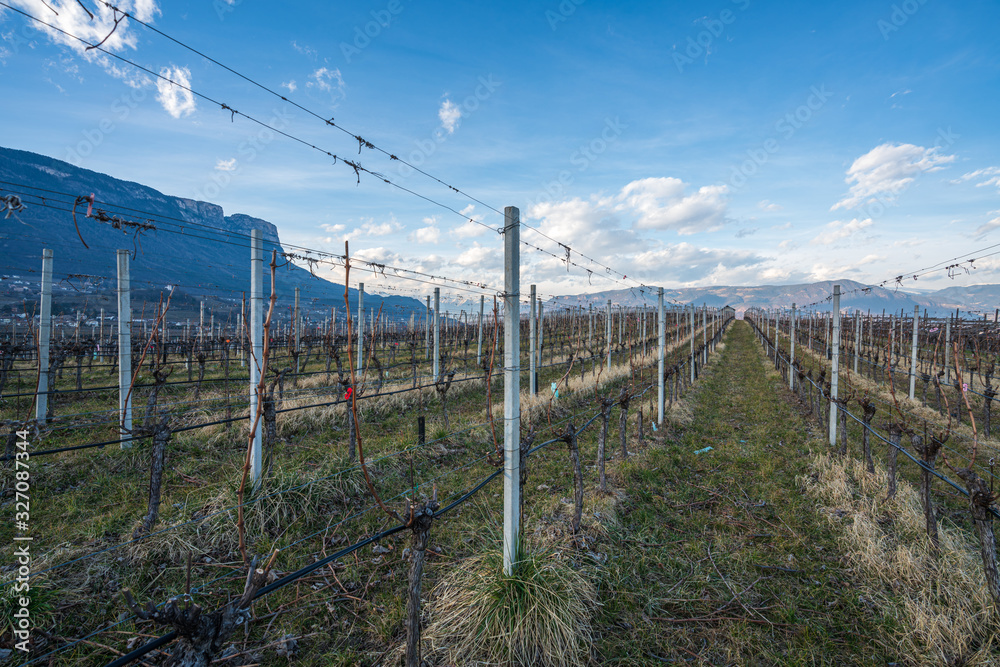 Obraz premium Vineyards, apple and grape orchards in Eppan an der Weinstrasse in northern Italy, south Tyrol.
