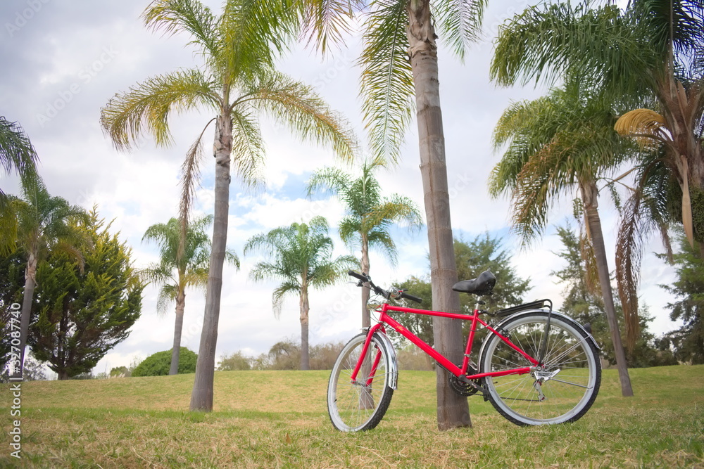 Fototapeta premium Bicicleta roja junto a palmeras