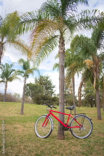 Bici junto a palmera © Alex