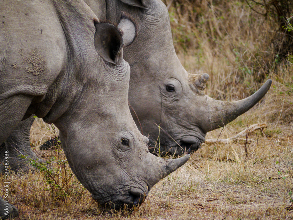 Close-up of a mother and a premature square-lipped rhino (Ceratotherium simum) with their heads down in the grass to eat some fresh green in Kruger Nationalpark