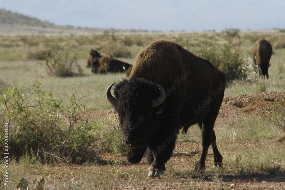 american bison american bison