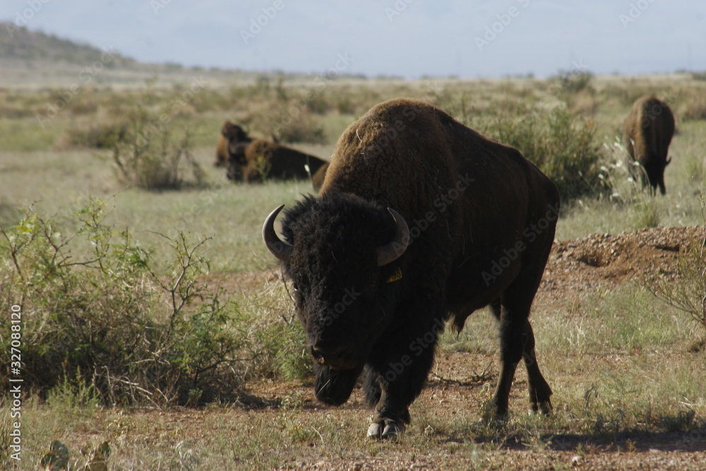 american bison