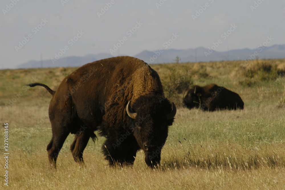 american bison