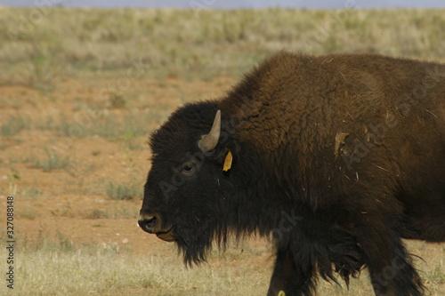 american bison © davidpeinado