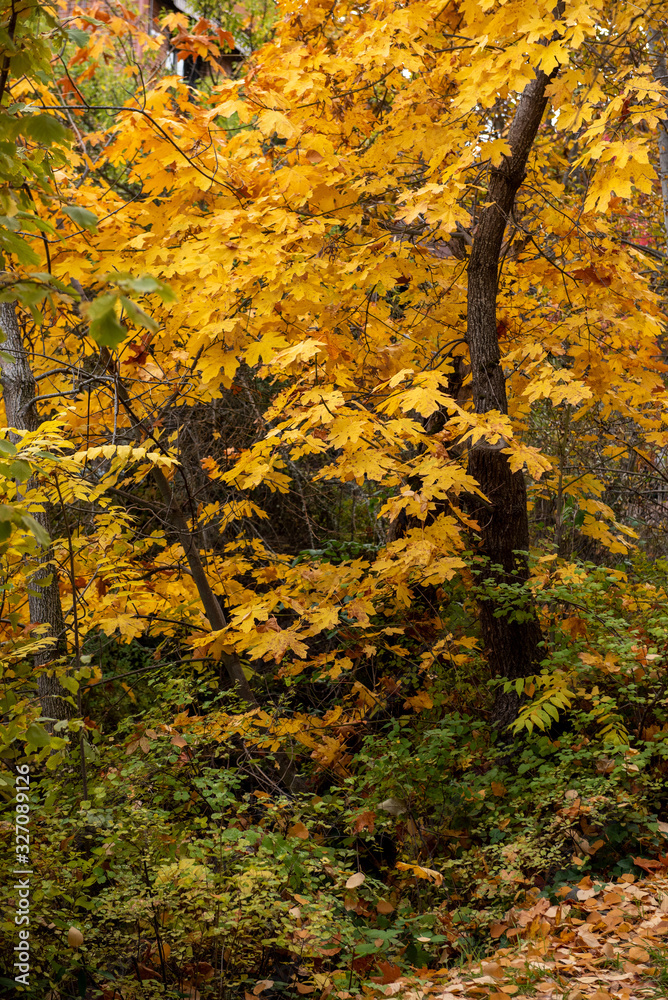 Fall foliage at Lithia Park in Ashland, Oregon, USA, in the Autumn Fall foliage at Lithia Park in Ashland, Oregon, USA, in the Autumn
