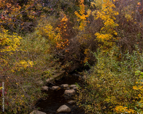 Fall foliage at Lithia Park creek in Ashland  Oregon  USA  in the Autumn 