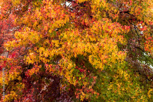 Fall foliage at Lithia Park in Ashland, Oregon, USA, travel background or backdrop