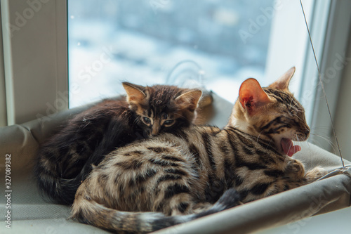 Two cute bengal kittens gold and chorocoal color laying on the cat's window bed and relaxing. The elder cat is yawning.