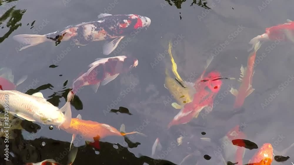 Many colorful koi fish play in the pool and wait for the party. The concept of fighting for food Decorative fish for the park area Many colorful koi fish play in the pool and wait for the party. The concept of fighting for food Decorative fish for the park area
