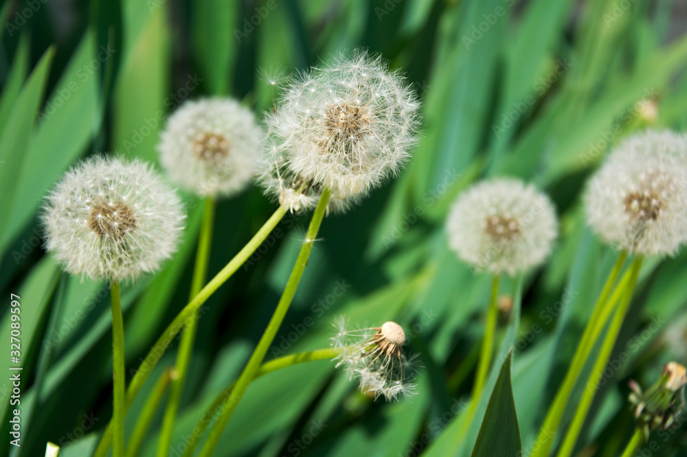Close up of Dandelion (Taraxacum officinale) with green natural background