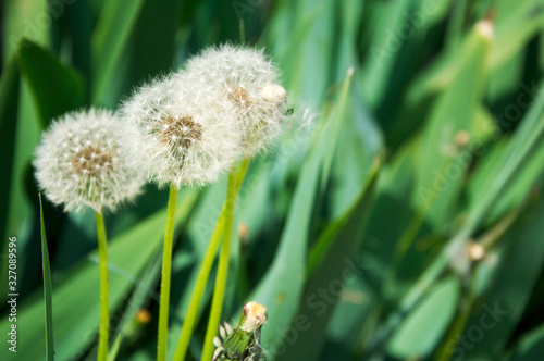 Close up of Dandelion  Taraxacum officinale  with green natural background