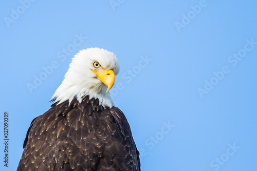 Portrait of a Mature Bald Eagle Making Eye Contact