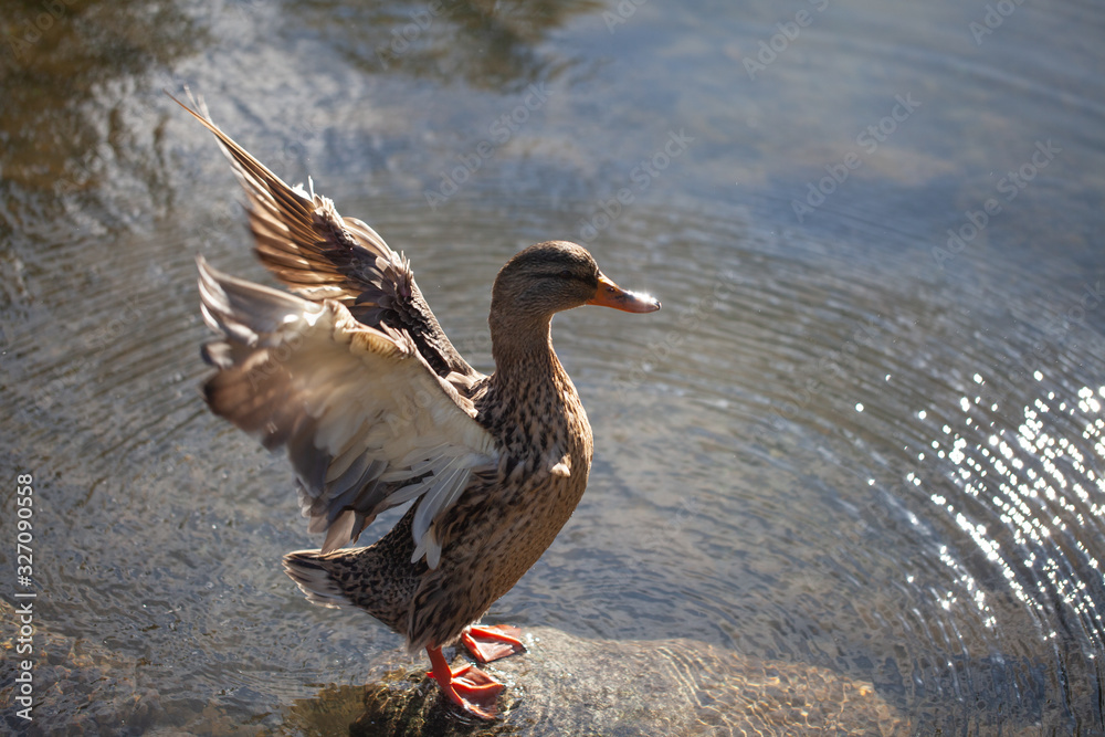 Duck doing exercise by flapping its wings at water pond Duck doing exercise by flapping its wings at water pond