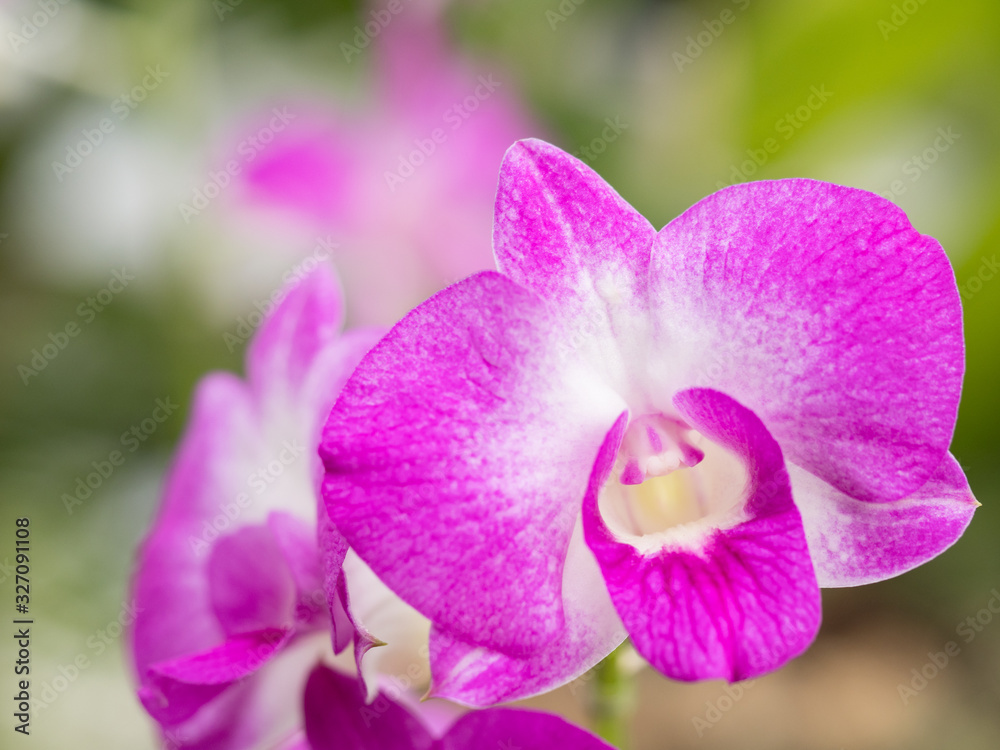 Obraz premium デンドロビウム