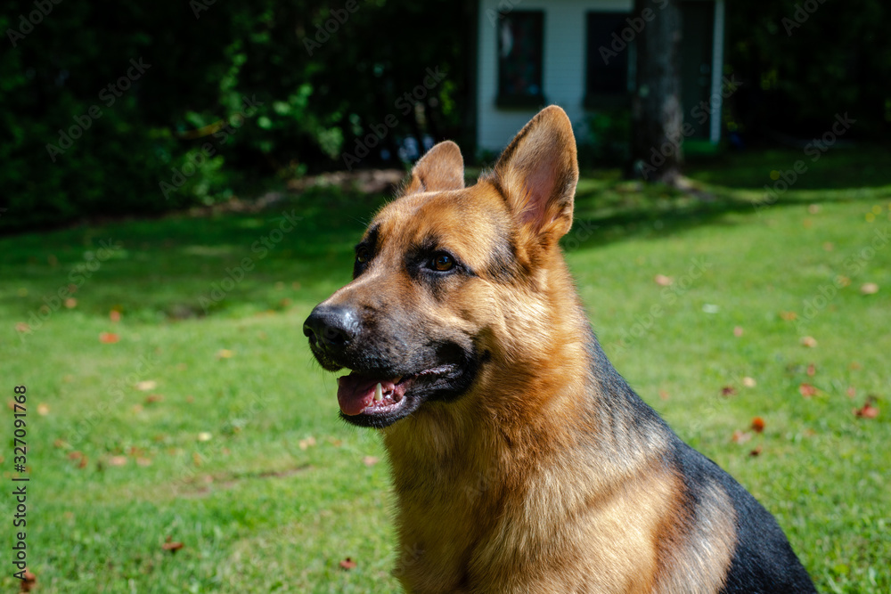 German shepherd dog, training activities 