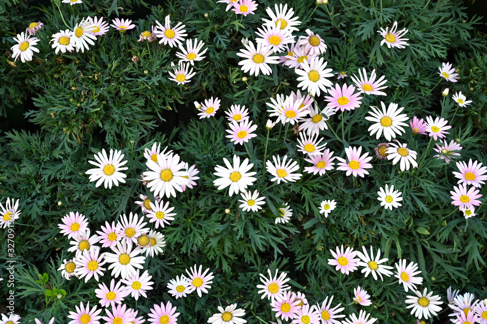 Green background wall of outdoor flowers and plants Green background wall of outdoor flowers and plants