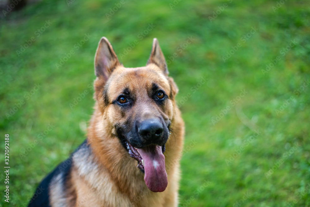 German shepherd dog, training activities 