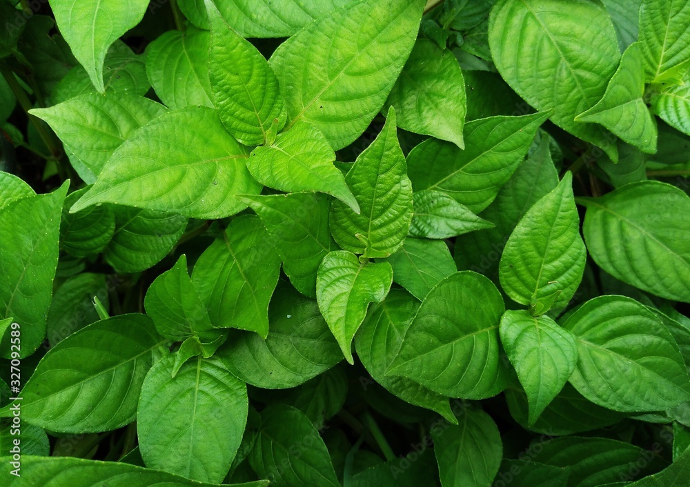 background of green leaves background of green leaves
