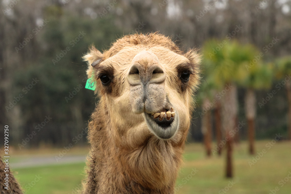 Obraz premium Portrait of a Camel
