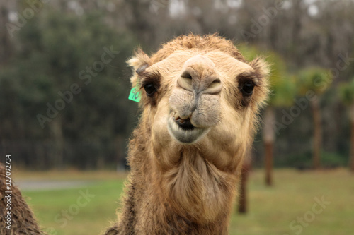 Portrait of a Camel