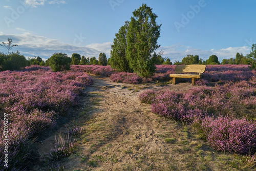 Tableau sur toile wooden bench next to a sandy footpath in the landscape of Ellerndorfer Wacholder