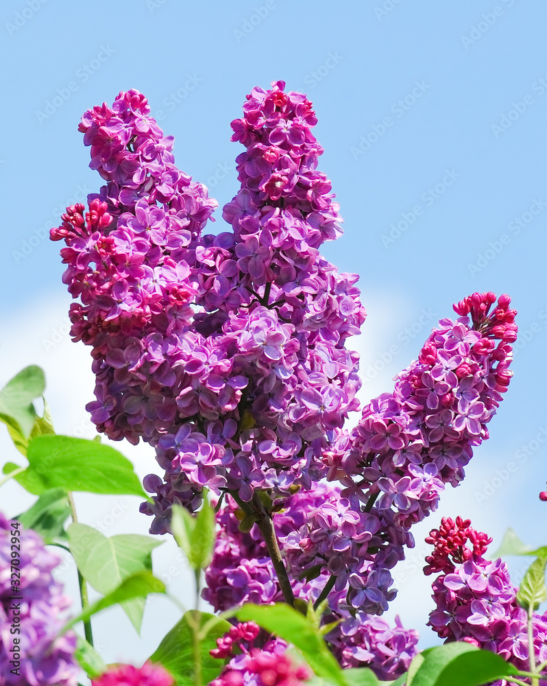 Obraz premium Blooming varietal selection double purple lilac (Syringa vulgaris) against the blue sky with clouds