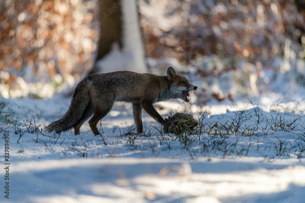 Naklejka premium Young fox (Vulpes Vulpes) eats a hare in the forest