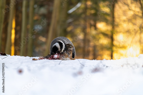 Badger (Meles meles) eats a hare in the forest