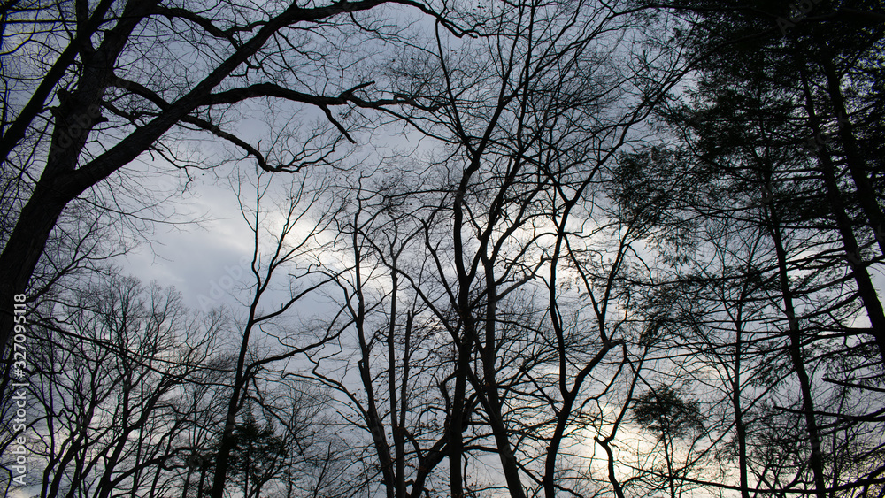 A Dark Stormy Gray Sky With Black Silhouette Trees and Clouds A Dark Stormy Gray Sky With Black Silhouette Trees and Clouds