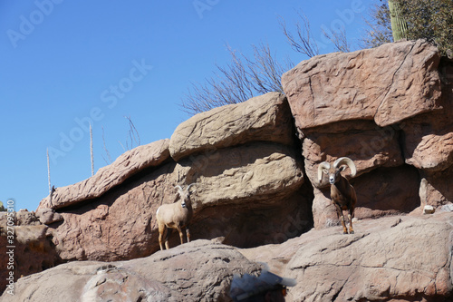 Big horn sheep clambering among the rocks. 
