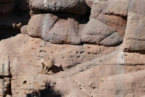 Big horn sheep clambering among the rocks. 
