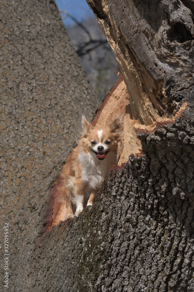 pup in a tree pup in a tree