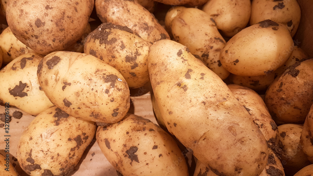 potatoes fresh and soil for background potatoes fresh and soil for background