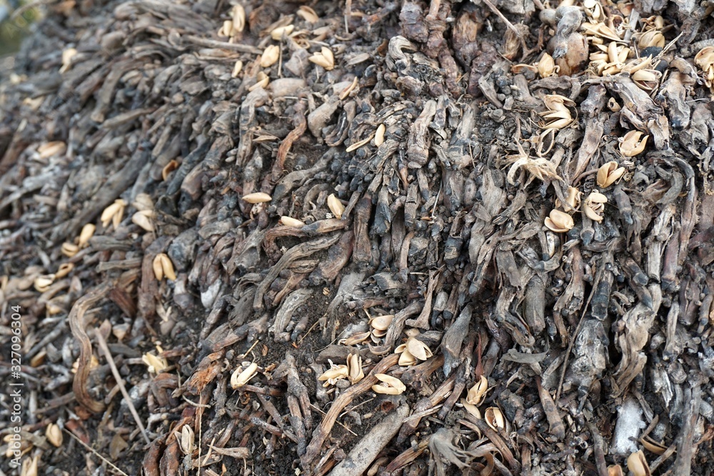 close up dry coconut root and seed flower in nature garden close up dry coconut root and seed flower in nature garden