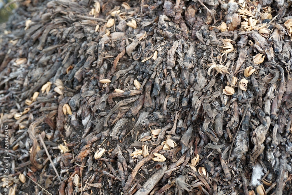 close up dry coconut root and seed flower in nature garden