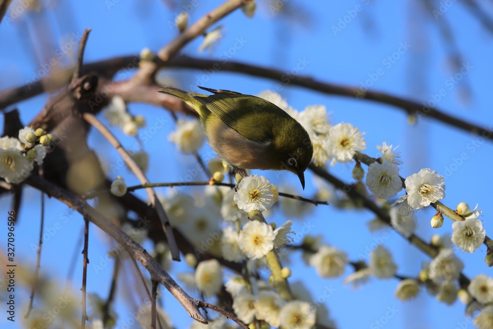 かざはやの里　梅林とメジロ