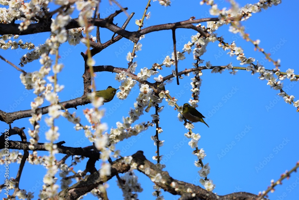 かざはやの里　梅林とメジロ