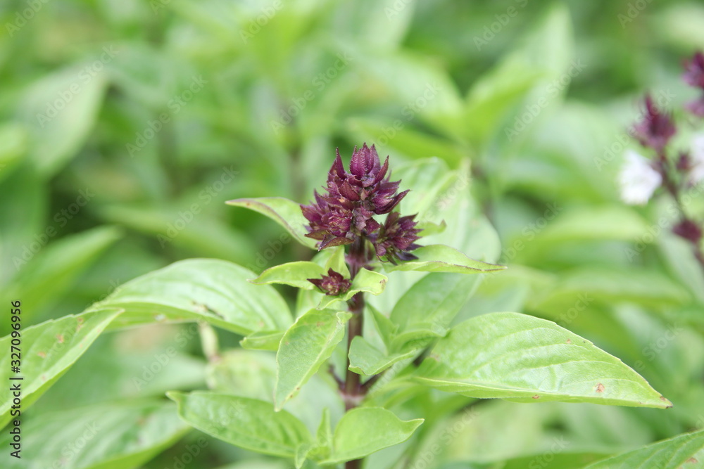 Shoot of Thai basil or sweet basil (purple buds and leaves) and blur green leaves background, Thailand. Shoot of Thai basil or sweet basil (purple buds and leaves) and blur green leaves background, Thailand.