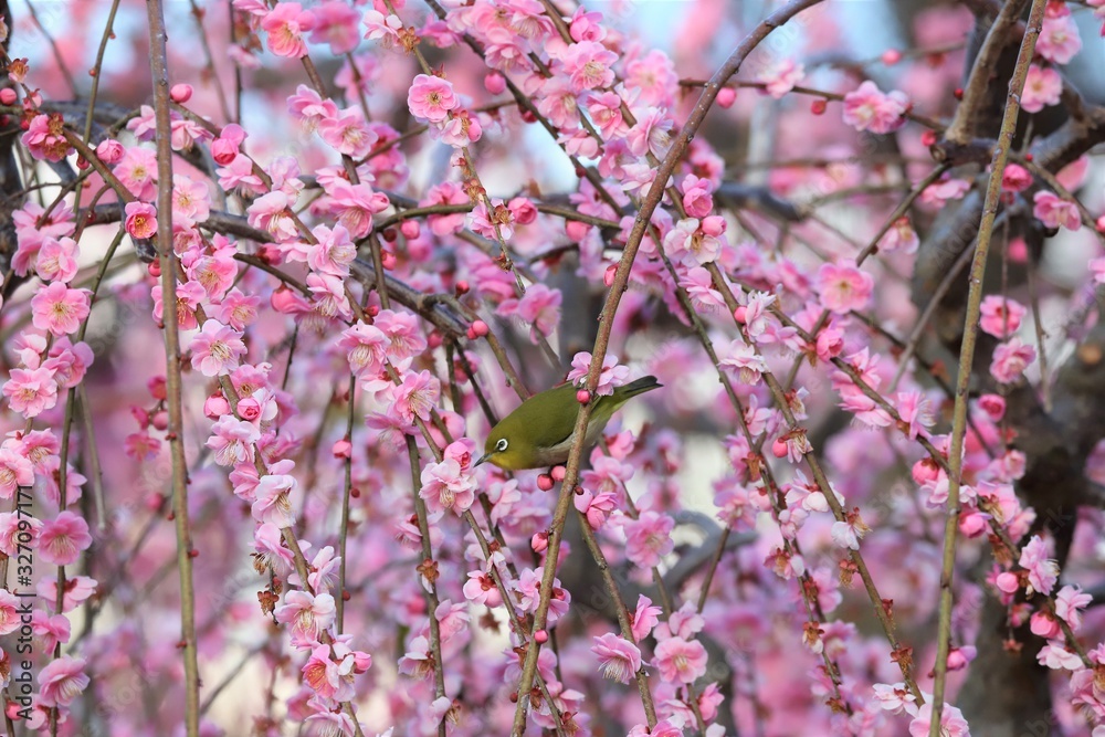 かざはやの里　梅林とメジロ
