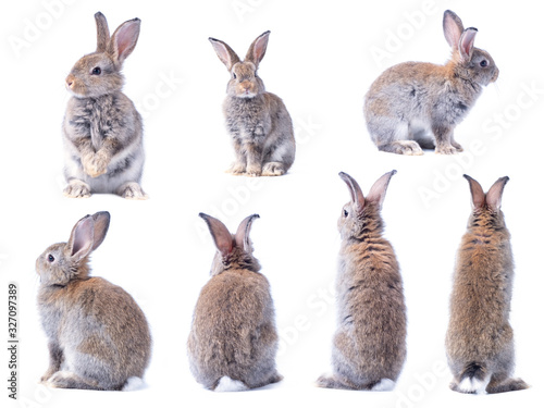 Many variety action of brown cute young rabbits isolated on white background. Lovely seven action of young rabbits.