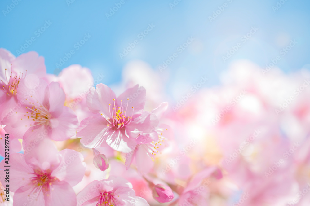 河津桜 満開 青空 河津桜 満開 青空