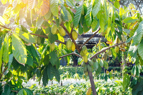 Cacao Tree (Theobroma cacao). Organic cocoa fruit pods in nature. photo