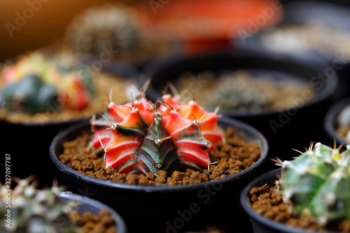 Beautiful Colourful Cactus flower Gymnocalycium mihanovichii