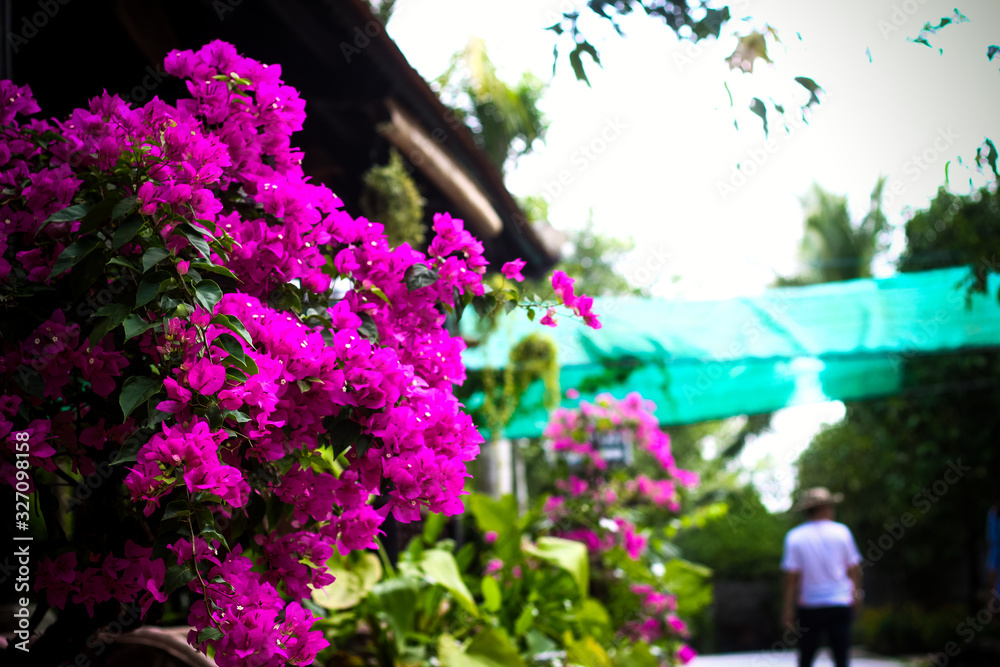 Flowers with beautiful color are blooming Flowers with beautiful color are blooming