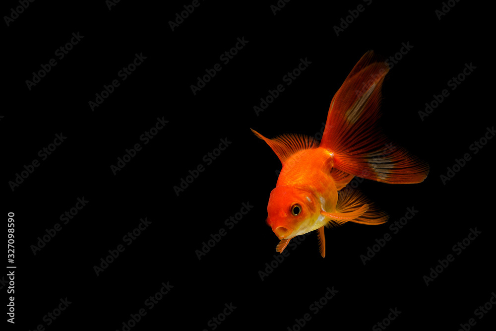 Fototapeta premium goldfish isolated on a dark black background