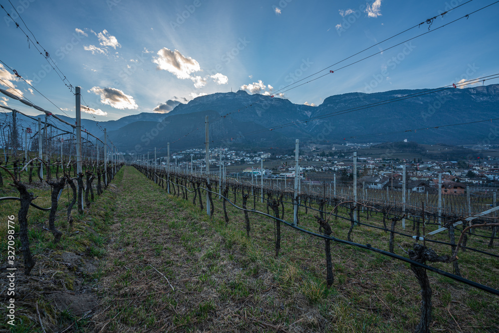 Obraz premium Vineyards, apple and grape orchards in Eppan an der Weinstrasse in northern Italy, south Tyrol.
