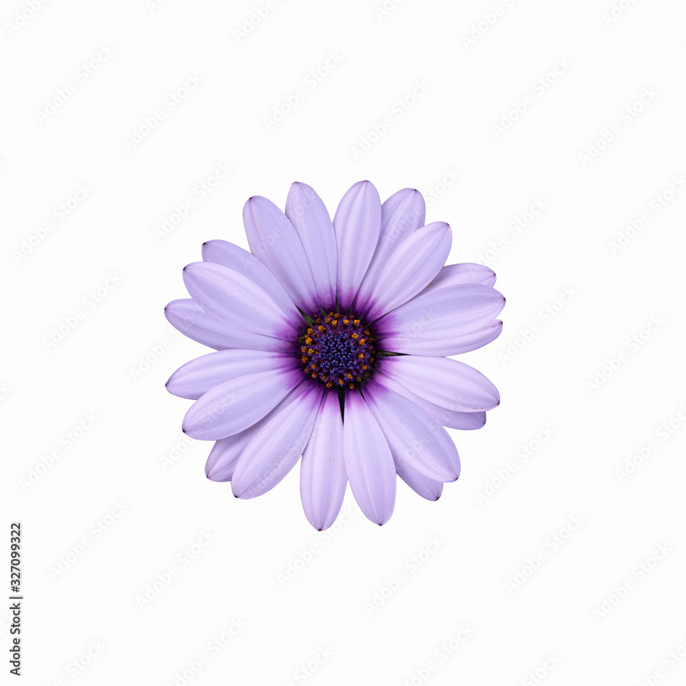 Violet light purple flower. Violet light purple flower.