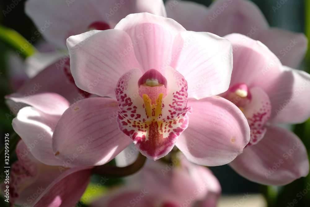 Obraz premium 日向のシンビジウムのピンク色の花