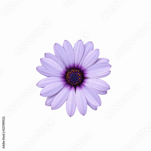 Violet light purple flower.